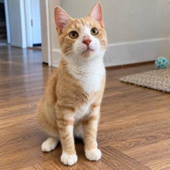 Quincy -  Tabby Cat for Adoption in Fort Myers, Florida - Quincy | PetCurious