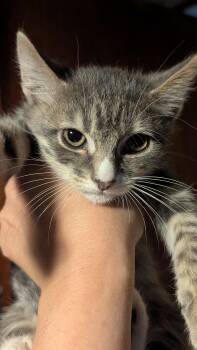 Rescue American Shorthair Cats for Adoption in Liverpool, Texas - Paige H | PetCurious