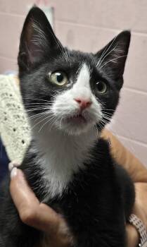 Ed -  Domestic Short Hair Cat for Adoption in North Myrtle Beach, South Carolina - Ed | PetCurious