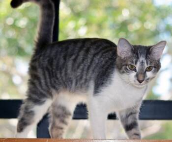 BABADOOK -  Tabby Cat for Adoption in San Clemente, California - BABADOOK | PetCurious