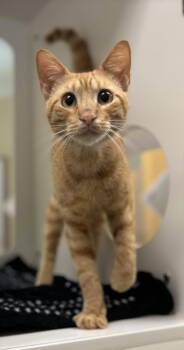 SHERBERT -  Domestic Short Hair Cat for Adoption in Texas City, Texas - SHERBERT | PetCurious