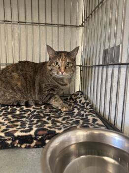 Domestic Short Hair Cats Available for Adoption in Rock Springs, Wyoming - Nezuko | PetCurious