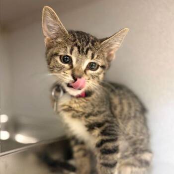 Domestic Short Hair Cats Available for Adoption in Aurora, Colorado - CASHEW | PetCurious