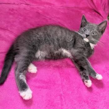 Domestic Short Hair and Tuxedo Cats Available for Adoption in Grand Rapids, Michigan - Bean | PetCurious