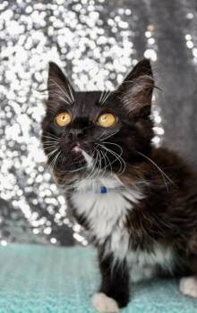 Lapis -  Domestic Medium Hair and Domestic Short Hair Cat for Adoption in Yakima, Washington - Lapis | PetCurious