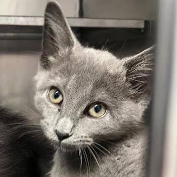 Candle -  Domestic Short Hair Cat for Adoption in Dearborn, Michigan - Candle | PetCurious