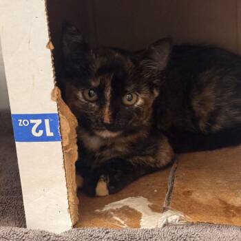 Tortilla -  Domestic Short Hair Cat for Adoption in Starkville, Mississippi - Tortilla | PetCurious