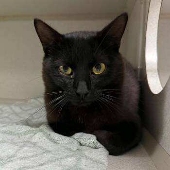 Slurpee -  Domestic Short Hair Cat for Adoption in Aldie, Virginia - Slurpee | PetCurious