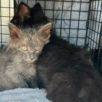 Scissors -  Domestic Medium Hair Cat for Adoption in Bristol, Indiana - Scissors | PetCurious