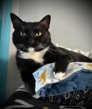 Lewis -  Domestic Short Hair Cat for Adoption in Hampton, Virginia - Lewis | PetCurious