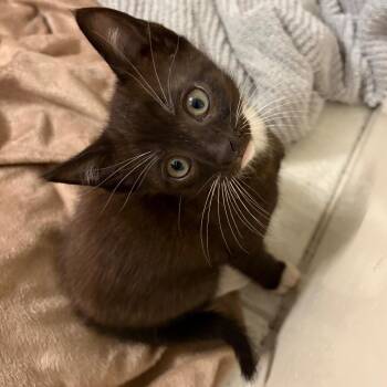 Crunch -  Domestic Short Hair Cat for Adoption in Brownsboro, Alabama - Crunch | PetCurious