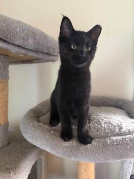 Dusk -  Domestic Short Hair Cat for Adoption in Cleveland, Ohio - Dusk | PetCurious