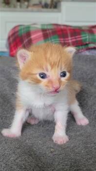 Domestic Short Hair Cats Available for Adoption in Fayetteville, Arkansas - Jojo | PetCurious