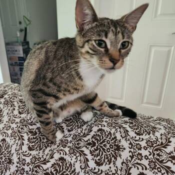 Lettuce -  Domestic Short Hair Cat for Adoption in Evanston, Illinois - Lettuce | PetCurious