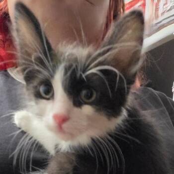 Ingram -  Domestic Medium Hair and Tuxedo Cat for Adoption in Tehachapi, California - Ingram | PetCurious