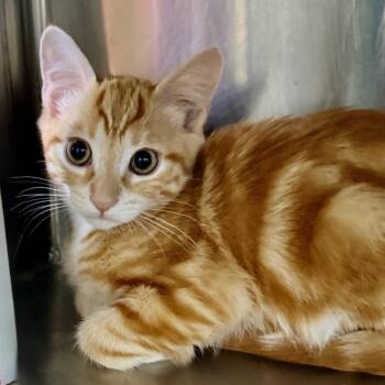 Roxbury -  American Shorthair Cat for Adoption in Palm Springs, California - Roxbury | PetCurious
