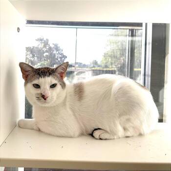 Frankfurt -  Domestic Short Hair Cat for Adoption in League City, Texas - Frankfurt | PetCurious