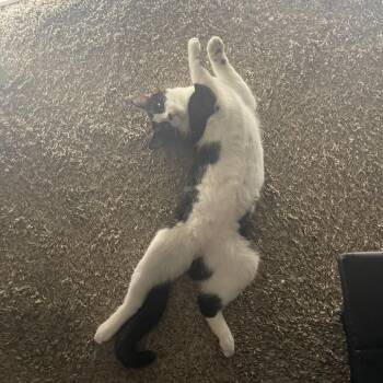 Beefy -  Domestic Short Hair Cat for Adoption in West Palm Beach, Florida - Beefy | PetCurious