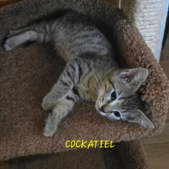 Cockatiel -  Domestic Short Hair Cat Available for Adoption in Parkersburg, West Virginia - Cockatiel | PetCurious