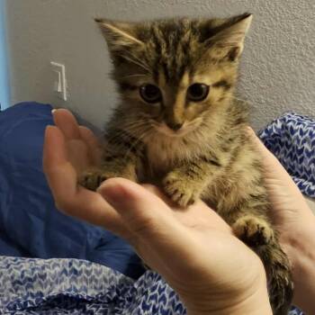 Rescue Domestic Medium Hair Cats for Adoption in Seneca, South Carolina - Zen $95 | PetCurious