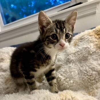 Lucy -  Domestic Short Hair Cat for Adoption in Sanford, North Carolina - Lucy | PetCurious