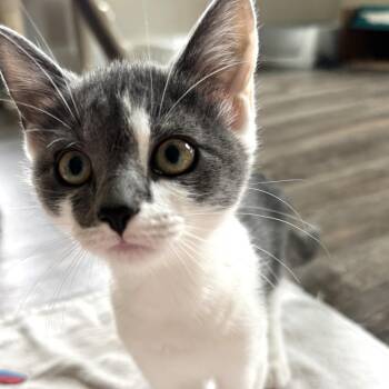 Mare -  Domestic Short Hair Cat for Adoption in Richmond, Virginia - Mare | PetCurious