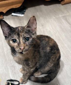Delilah -  Domestic Short Hair Cat for Adoption in Cumberland, Maine - Delilah | PetCurious