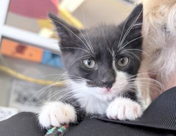 Lindy -  Domestic Short Hair Cat for Adoption in Columbus, Indiana - Lindy | PetCurious