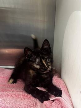 PISTACHIO WAFFLE CONE -  Domestic Short Hair Cat for Adoption in Tallahassee, Florida - PISTACHIO WAFFLE CONE | PetCurious
