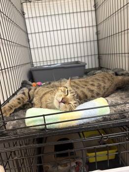 Kingston -  Domestic Short Hair Cat for Adoption in Fort Collins, Colorado - Kingston | PetCurious