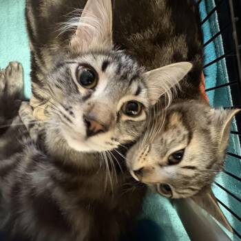 Tabby Cats Available for Adoption in Moscow, Idaho - Hoggle & Jareth | PetCurious