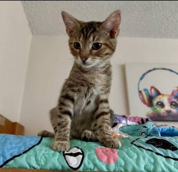 Tiger Lily -  Domestic Short Hair and Tabby Cat for Adoption in Gardena, California - Tiger Lily | PetCurious