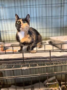 Rescue Calico Cats for Adoption in Kentwood, Louisiana - Myrtle | PetCurious