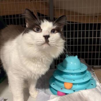 Domestic Short Hair and Siamese Cats Available for Adoption - Pretzel 2 | PetCurious