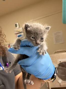 BURRATA -  Domestic Short Hair Cat for Adoption in Riverside, California - BURRATA | PetCurious