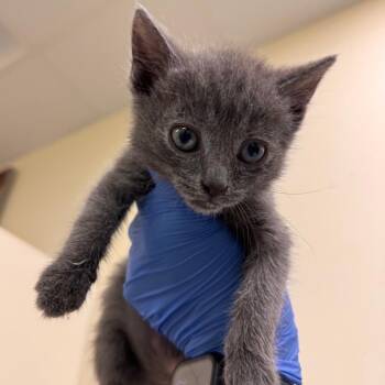 Domestic Short Hair Cats Available for Adoption in Roanoke, Virginia - Tobias | PetCurious