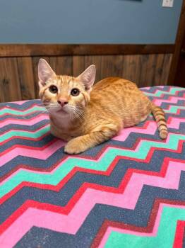 Dusty -  Domestic Medium Hair Cat for Adoption in Glocester, Rhode Island - Dusty | PetCurious