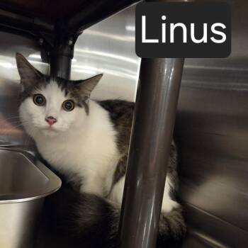 Linus -  Domestic Short Hair Cat for Adoption in Snow Hill, North Carolina - Linus | PetCurious