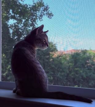 Beebe Bluff -  Domestic Short Hair Cat for Adoption - Beebe Bluff | PetCurious