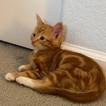 Julius -  Domestic Medium Hair Cat for Adoption in Denver, Colorado - Julius | PetCurious