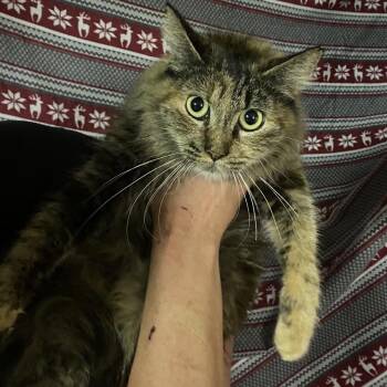 Domestic Long Hair Cats Available for Adoption - Winnipeg | PetCurious