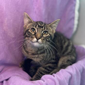 Hulk -  Domestic Short Hair Cat for Adoption in Matteson, Illinois - Hulk | PetCurious