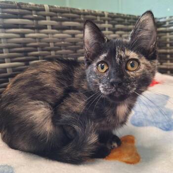 Whipped Cream -  Domestic Short Hair Cat for Adoption in Attica, New York - Whipped Cream | PetCurious
