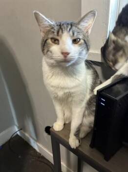 FRAIR -  Domestic Short Hair Cat for Adoption in Louisville, Kentucky - FRAIR | PetCurious