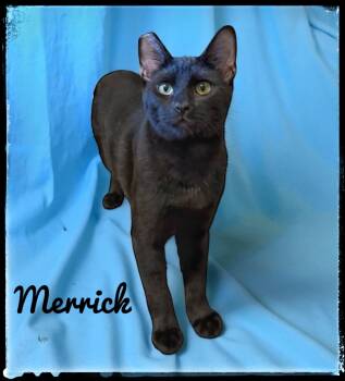 Rescue Domestic Short Hair Cats for Adoption in El Cajon, California - Merrick | PetCurious