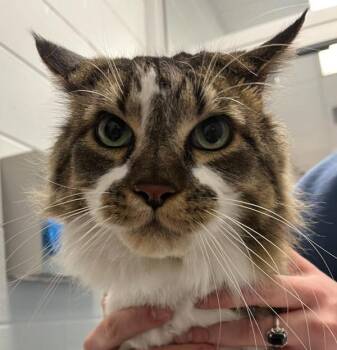 Domestic Long Hair Cats Available for Adoption in Golden, Colorado - Little Meow | PetCurious