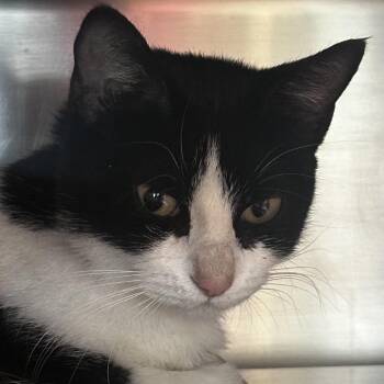 Top Hat -  Domestic Short Hair Cat for Adoption in Chicago, Illinois - Top Hat | PetCurious