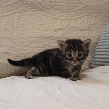 Ringo Starr -  Domestic Medium Hair Cat for Adoption in Goleta, California - Ringo Starr | PetCurious