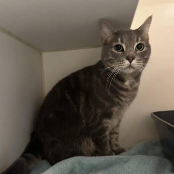 Domestic Short Hair Cats Available for Adoption in Oak Brook, Illinois - Ramble | PetCurious