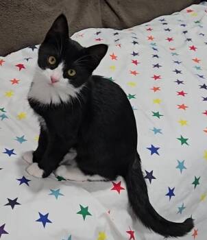 Rescue Domestic Short Hair Cats for Adoption in Silverton, Oregon - Mira | PetCurious